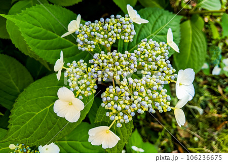 ガクアジサイ  額紫陽花 106236675