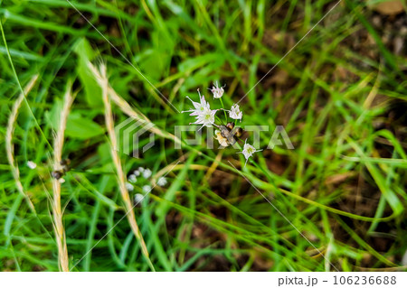 ノビルの花 ノビルの花 106236688