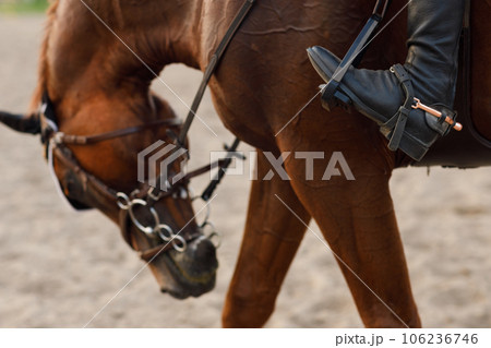 Side view close up of chestnut horse in harness with female rider jockey in hat helmet and white uniform with bridle stack and boots Side view close up of chestnut horse in harness with female rider jockey in hat helmet and white uniform with bridle stack and boots 106236746