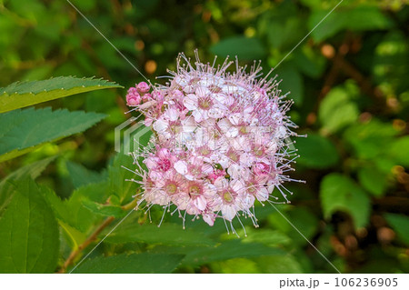 ピンク色で可愛いコデマリの花 106236905