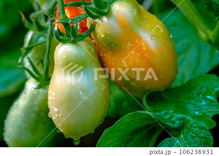 San marzano tomatoes. Red and green tomatoes. 106236931