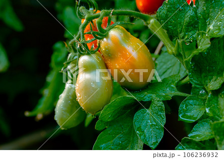 San marzano tomatoes. Red and green tomatoes. San marzano tomatoes. Red and green tomatoes. 106236932