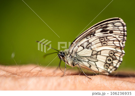 butterfly is on man's arm. Melanargia galathea, the marbled white, is a medium-sized butterfly in the family Nymphalidae butterfly is on man's arm. Melanargia galathea, the marbled white, is a medium-sized butterfly in the family Nymphalidae 106236935