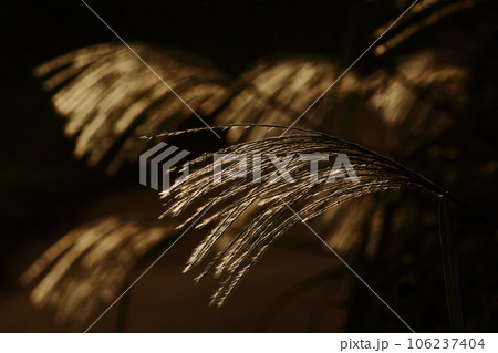 夕陽に輝くススキ 106237404