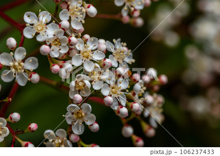 Blooming Photinia fraseri, known as red tip photinia and Christmas berry. Flower of Photinia fraseri. Blooming Photinia fraseri, known as red tip photinia and Christmas berry. Flower of Photinia fraseri. 106237433