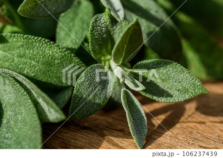 Fresh organic sage leaves over a wood cutting board. Fresh organic sage leaves over a wood cutting board. 106237439