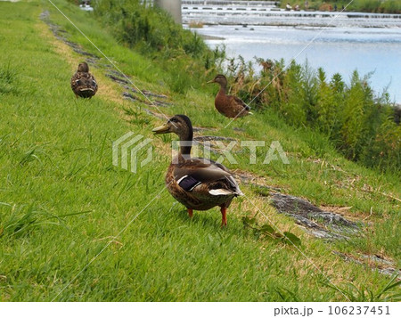 「よいしょ、よいしょ…」(鴨川の岸辺を歩くカモたち) 「よいしょ、よいしょ…」(鴨川の岸辺を歩くカモたち) 106237451