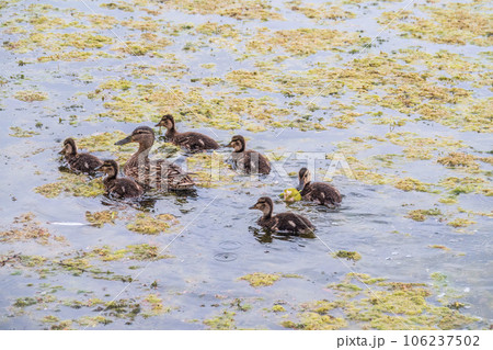 A family of ducks, a duck and its little ducklings are swimming in the water. The duck takes care of its newborn ducklings. Mallard, lat. Anas platyrhynchos A family of ducks, a duck and its little ducklings are swimming in the water. The duck takes care of its newborn ducklings. Mallard, lat. Anas platyrhynchos 106237502