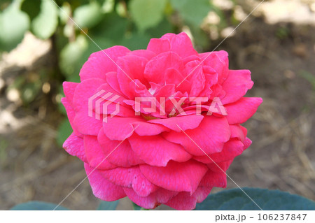 Garden spray of pink roses close up. Green leaves on branches and bright, fresh blooming roses. home garden Garden spray of pink roses close up. Green leaves on branches and bright, fresh blooming roses. home garden 106237847