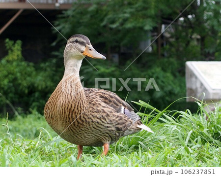 「きれいに撮ってね」（鴨川の方を見ながらポーズをとるカモ） 106237851