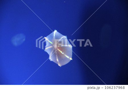 ウリクラゲ ウリクラゲ 106237968