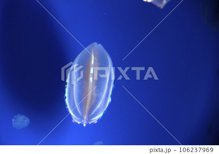 ウリクラゲ ウリクラゲ 106237969