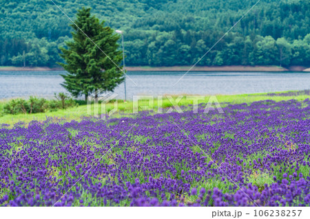 (北海道)かなやま湖ラベンダー園 (北海道)かなやま湖ラベンダー園 106238257