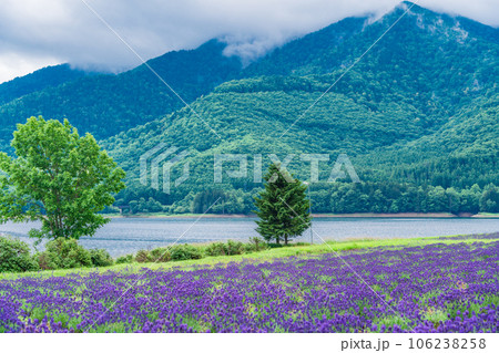 (北海道)かなやま湖ラベンダー園 (北海道)かなやま湖ラベンダー園 106238258