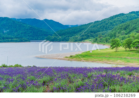 (北海道)かなやま湖ラベンダー園 (北海道)かなやま湖ラベンダー園 106238269