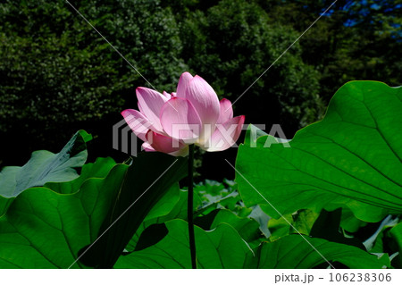 ハスの花　　東京都町田市　薬師池公園 106238306