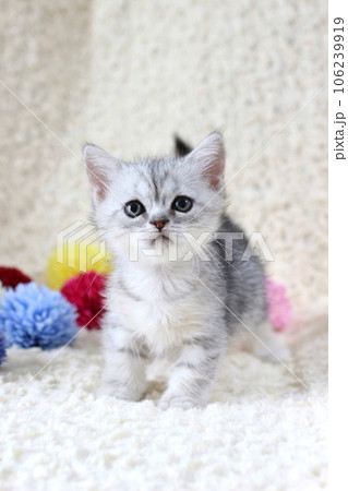 ミヌエットの子猫 生後1ヶ月半 ミヌエットの子猫 生後1ヶ月半 106239919