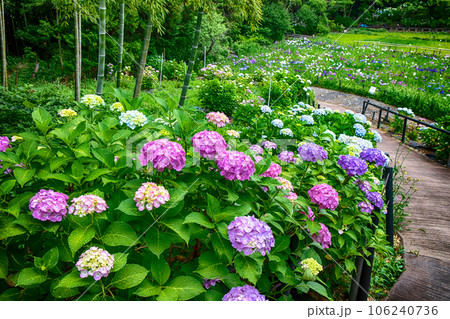 本土寺 周辺の風景 本土寺 周辺の風景 106240736