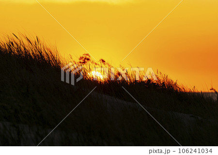 Golden sunset on the coastal dunes. Golden sunset on the coastal dunes. 106241034