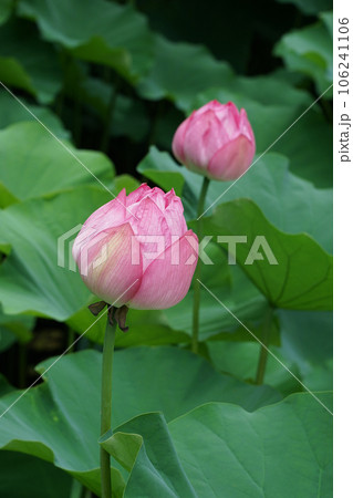 町田薬師池公園の蓮池（東京都町田市） 106241106