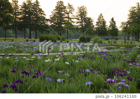 花菖蒲　水元公園　夜明けのイメージ 106241180