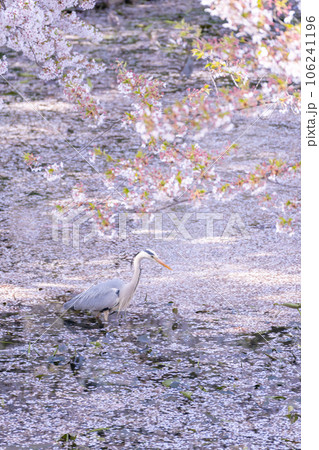 弘前城外堀の桜と青鷺 弘前城外堀の桜と青鷺 106241196