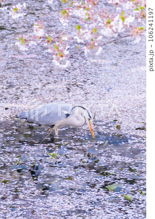 弘前城外堀の桜と青鷺 106241197