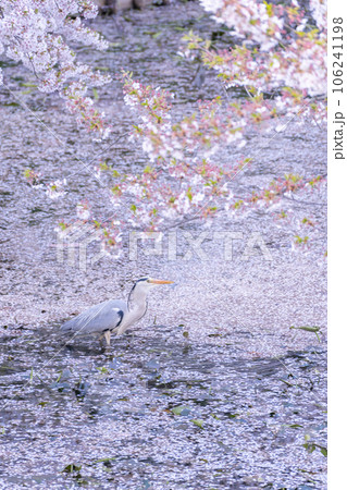 弘前城外堀の桜と青鷺 106241198