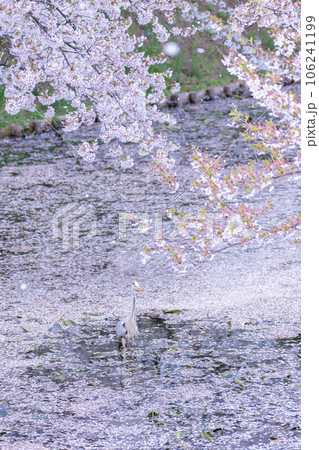 弘前城外堀の桜と青鷺 106241199