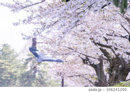 弘前城外堀の桜と青鷺 106241200