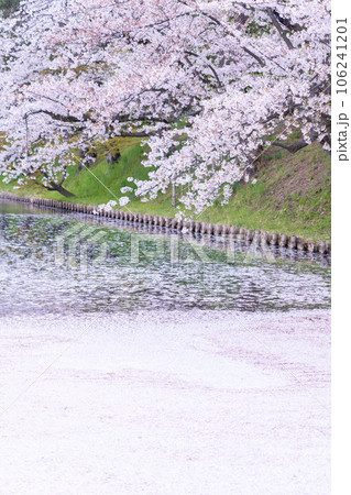 東北の春絶景　弘前城外堀の花筏 106241201