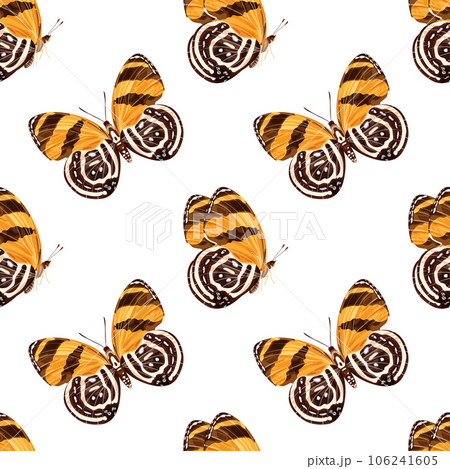 Seamless pattern with orange butterfly-diaethria clymena. Tropical insect. 106241605