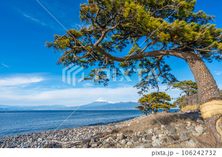 大瀬崎(沼津市) 駿河湾と松の木と富士山 大瀬崎(沼津市) 駿河湾と松の木と富士山 106242732