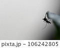 蚊 106242805