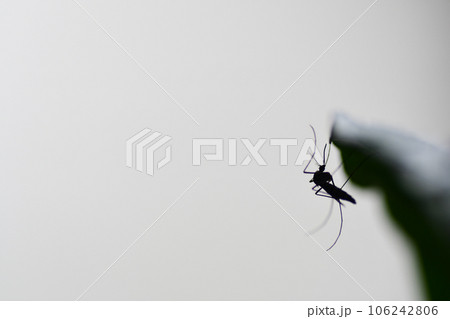 蚊 106242806