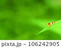 水草とレッドビーシュリンプ 106242905