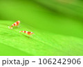水草とレッドビーシュリンプ 106242906