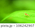 水草とレッドビーシュリンプ 106242907