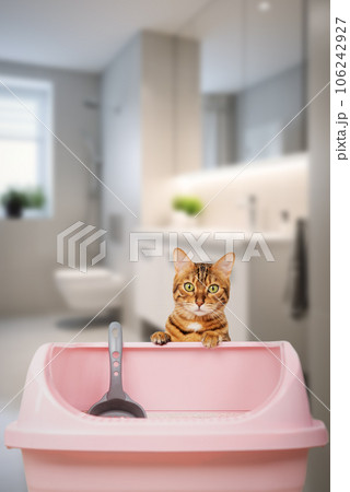 Ginger cat and pink cat sand tray in the bathroom. 106242927