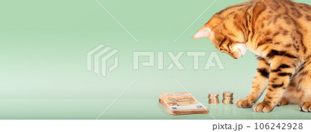 Red cat and a stack of paper money and coins. 106242928