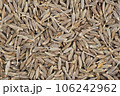 クミン 106242962