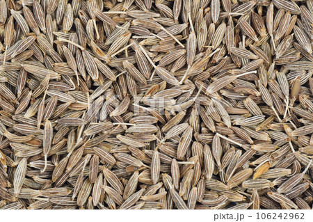 クミン クミン 106242962