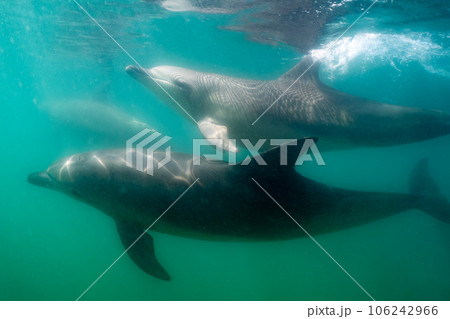 野生のイルカ　能登島010 106242966