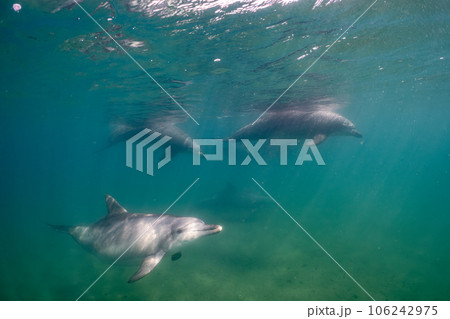 野生のイルカ 能登島019 野生のイルカ 能登島019 106242975