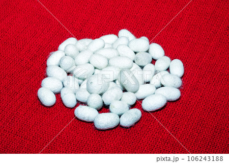 Silk worm 106243188