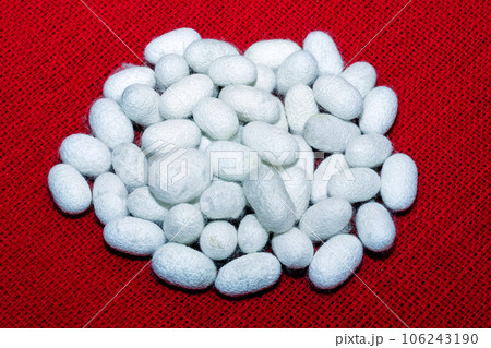 Silkworm 106243190