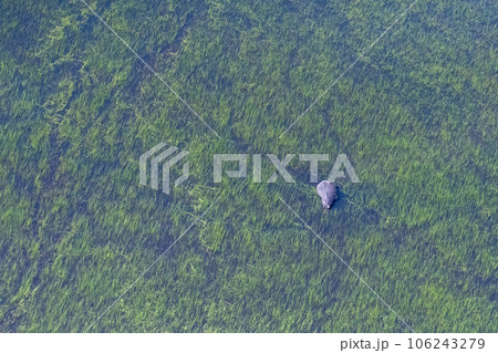Aerial shot of an hippopotamus submerged in the Okavango Delta Aerial shot of an hippopotamus submerged in the Okavango Delta 106243279