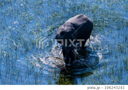 Aerial View of an African Elephant 106243281