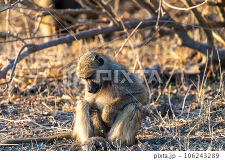 Baboon family in Chobe 106243289