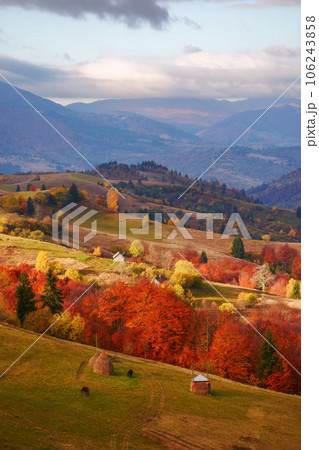 beautiful mountainous landscape with valley. sunny morning in carpathian countryside. trees in colorful foliage and rural fields on the hills beautiful mountainous landscape with valley. sunny morning in carpathian countryside. trees in colorful foliage and rural fields on the hills 106243858